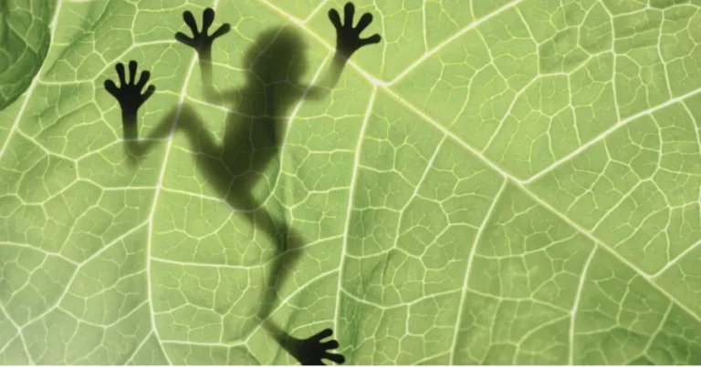 Silhouette of a frog on a leaf, representing the "Eat the Frog" strategy for overcoming procrastination.