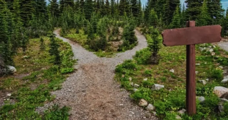 A fork in the road with two diverging paths in a forest, symbolizing choices and decisions.