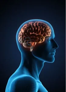 3D illustration of a human brain and neural pathways, representing cognitive science, memory retention, and brain function