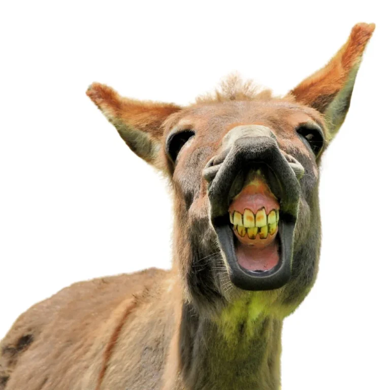 Close-up of a grinning donkey showing large yellow teeth